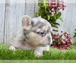 Small #9 French Bulldog