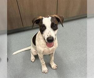 Mutt Dogs for adoption in Baytown, TX, USA