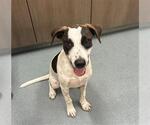 BUTTERSCOTCH - Female Mutt Dog for Adoption - Small photo