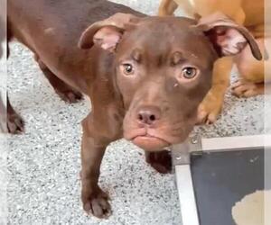Boxer-Unknown Mix Dogs for adoption in Houston, TX, USA