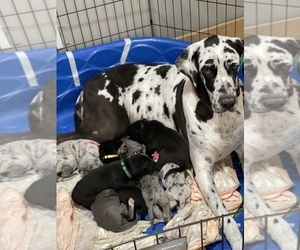 Mother of the Great Dane puppies born on 09/25/2021