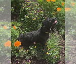 Small #1 Mutt