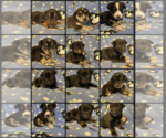 Small #1 Dachshund-Labrador Retriever Mix