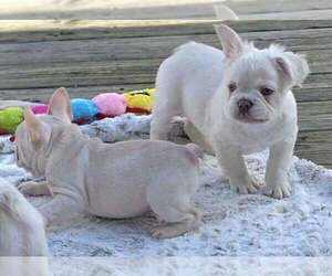 French Bulldog Puppy for sale in BOSTON, KY, USA