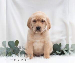 Golden Retriever-Vizsla Mix Puppy for sale in PORT TREVORTON, PA, USA