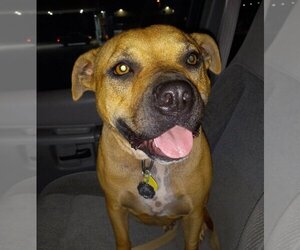 American Staffordshire Terrier-Labrador Retriever Mix Dogs for adoption in San Antonio, TX, USA