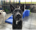 Small #4 Labrador Retriever Mix
