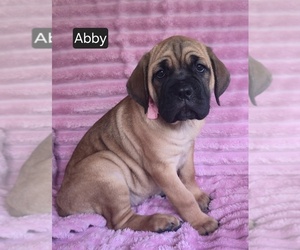 Cane Corso Puppy for sale in MINERAL WELLS, WV, USA