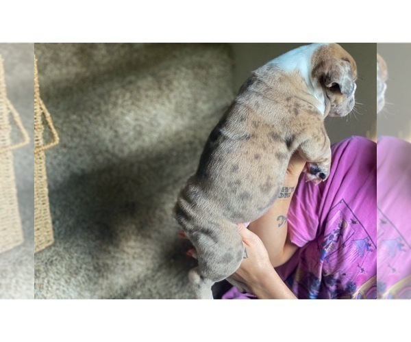 Medium Photo #30 Olde English Bulldogge Puppy For Sale in OVERLAND, KS, USA