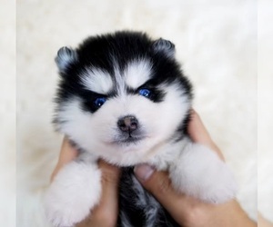 Pomsky Puppy for sale in CHINO HILLS, CA, USA