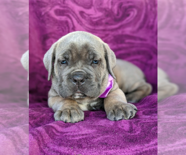 Medium Photo #6 Cane Corso Puppy For Sale in KIRKWOOD, PA, USA