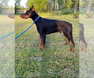 Father of the Doberman Pinscher puppies born on 12/21/2024