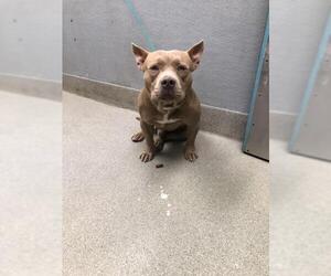 American Pit Bull Terrier-Unknown Mix Dogs for adoption in Las Vegas, NV, USA