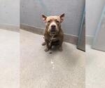 Small American Pit Bull Terrier Mix