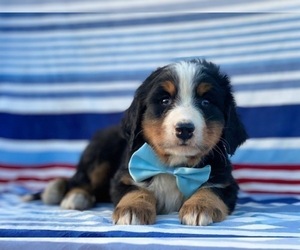 Bernese Mountain Dog Puppy for sale in LANCASTER, PA, USA