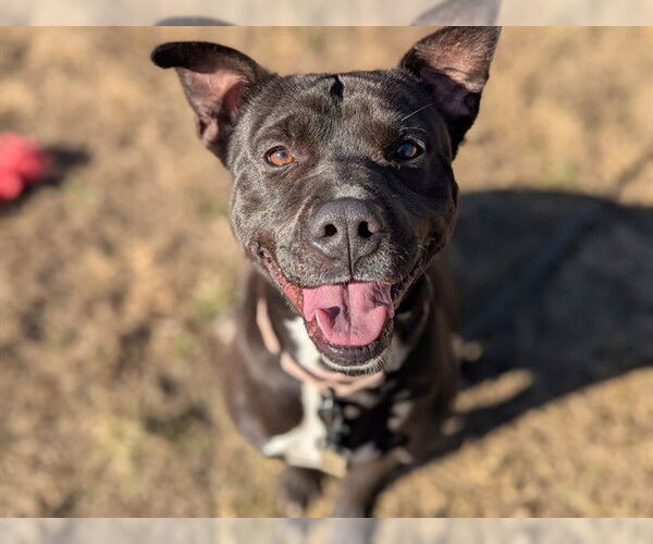 Medium Photo #4 American Staffordshire Terrier-Unknown Mix Puppy For Sale in Ocala, FL, USA