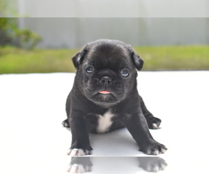 Pug Puppy for sale in PALM COAST, FL, USA