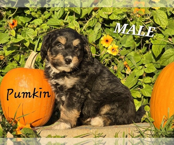 Medium Photo #1 Miniature Bernedoodle-Poodle (Miniature) Mix Puppy For Sale in MILLVILLE, MN, USA