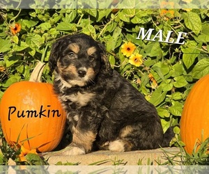 Miniature Bernedoodle-Poodle (Miniature) Mix Puppy for sale in MILLVILLE, MN, USA