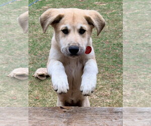 Sweet Pea - Female Mutt Dog for Adoption - Photo #3