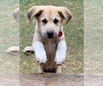 Small #8 Mutt