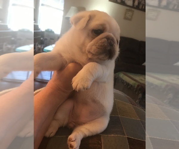 Medium Photo #12 Pug Puppy For Sale in BELPRE, OH, USA