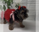 Small #4 Shorkie Tzu