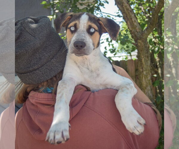 Medium Photo #5 Australian Shepherd-German Shepherd Dog Mix Puppy For Sale in Huntley, IL, USA