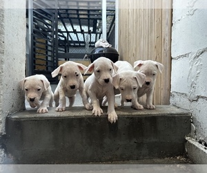 Dogo Argentino Puppy for sale in BROOKLYN, NY, USA