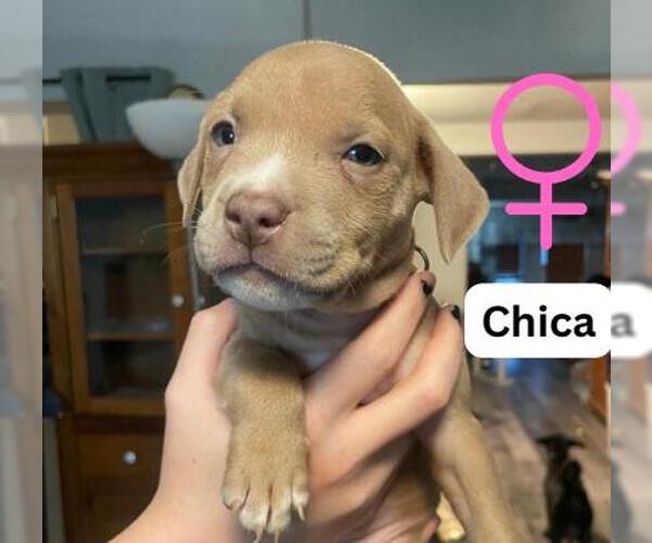 Medium Photo #1 American Staffordshire Terrier-Unknown Mix Puppy For Sale in San Antonio, TX, USA