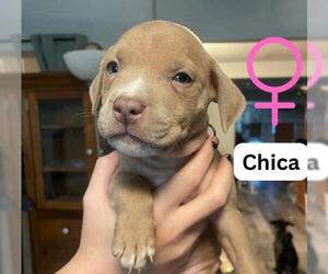 American Staffordshire Terrier-Unknown Mix Dogs for adoption in San Antonio, TX, USA