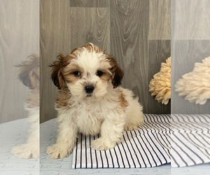 ShihPoo Puppy for sale in SENECA FALLS, NY, USA