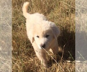 Great Pyrenees Puppy for sale in OREGON HOUSE, CA, USA