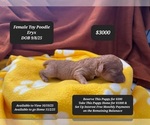 Small Poodle (Toy)