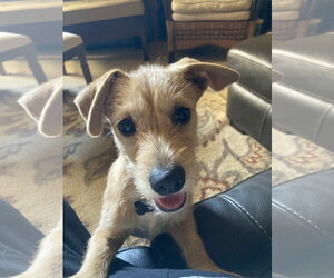 Mutt Dogs for adoption in San Diego, CA, USA