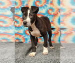 Small #1 American Pit Bull Terrier Mix
