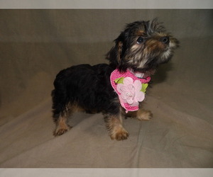 Yorkshire Terrier Dog for Adoption in PATERSON, New Jersey USA