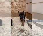 Small Photo #6 German Shepherd Dog Puppy For Sale in HACIENDA HEIGHTS, CA, USA