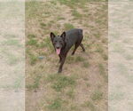 Small #1 Australian Kelpie