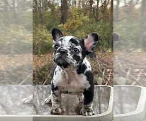 French Bulldog Puppy for sale in OCALA, FL, USA