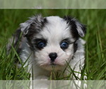 Small #3 Shih Aussie