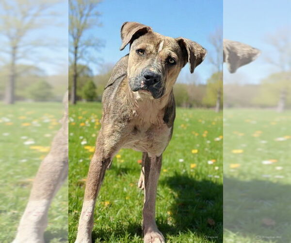 Medium Photo #3 Mutt Puppy For Sale in Talladega, AL, USA