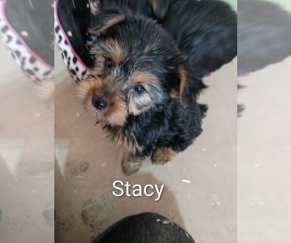 Medium Photo #1 Yorkshire Terrier Puppy For Sale in ROSEBUSH, MI, USA
