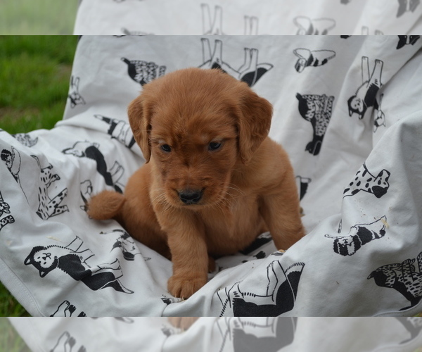 Medium Photo #4 Golden Retriever Puppy For Sale in GREENWOOD, WI, USA