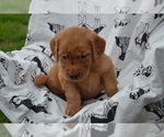 Small #3 Golden Retriever