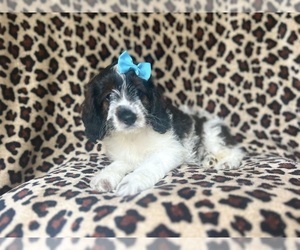 Cock-A-Poo Puppy for sale in LAKELAND, FL, USA