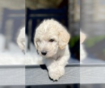 Small Photo #11 Labradoodle Puppy For Sale in TAHLEQUAH, OK, USA