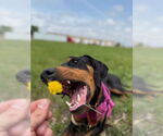 Small #2 Doberman Pinscher