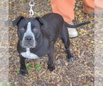 Small #3 American Staffordshire Terrier-Boxer Mix