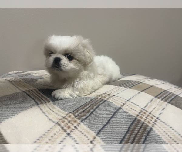 Medium Photo #1 Pekingese Puppy For Sale in KANSAS CITY, MO, USA